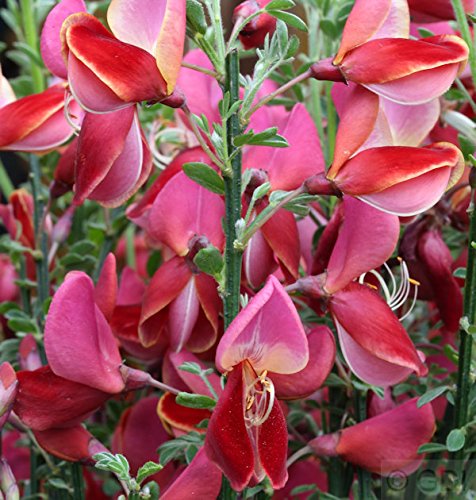 Besenginster Roter Favorit 40-60cm - Cytisus scoparius