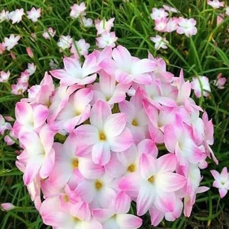 5pcs Pinkish-White Rain Lily Bulbs Zephyranthes Bulbs Rain Flower Bulbs Easy to...