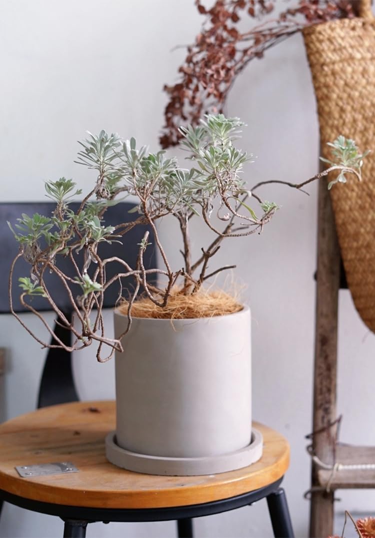 Amazon.co.jp: 植木鉢 セメント 鉢 受け皿付き 観葉植物 円筒形鉢