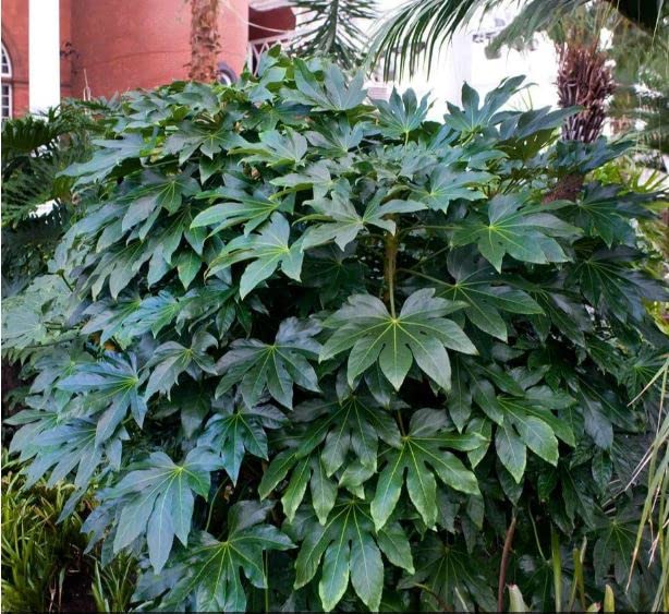 Amazon.com : Japanese Aralia Plant Fatsia Japonica Spider Web Paper Plant 1  Potted Indoor and Outdoor Shade Plant : Patio, Lawn & Garden