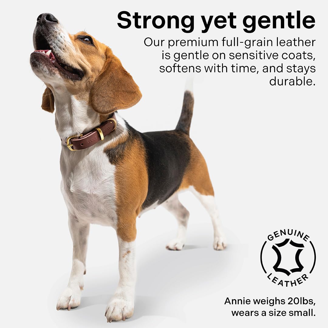 Scout Supply - Collar clásico de cuero para perro, cuero grueso de grano completo, herrajes de latón impermeable y resistente al óxido (marrón oscuro, pequeño)