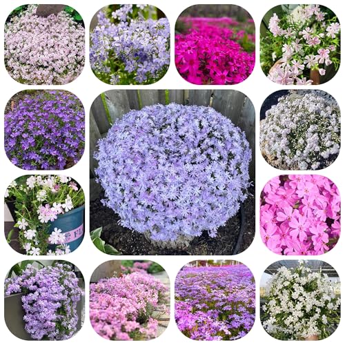 semillas de flox, perenne resistente, flox de alfombra Decoración jardín para exteriores, alfombra, cubierta macizo con semillas orgánicas 1200pcs