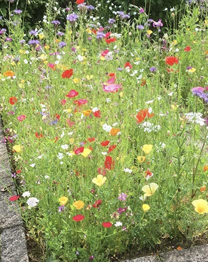 bee Friendly Wildflower Seeds Certificate Mix Seeds Flower Garden Seeds with no Grass or Lawn Seeds UK Made (1kg)