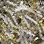 White/Gold