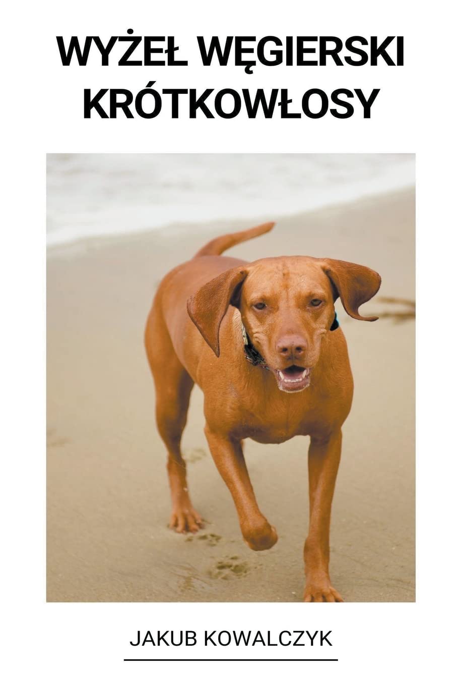 Wyżel Węgierski Krótkowlosy