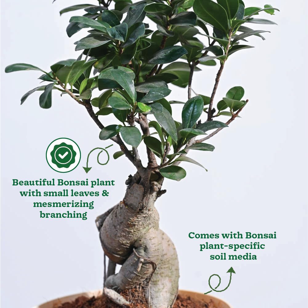Ugaoo Ficus Bonsai Live Plant For Home Indoor With ARA-20 Self Watering Pot - Image 3 thumbnail