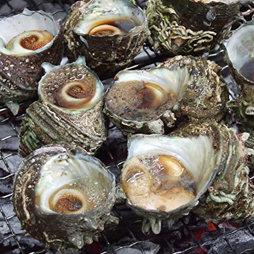 サザエの飼い方 ニコニコ動画