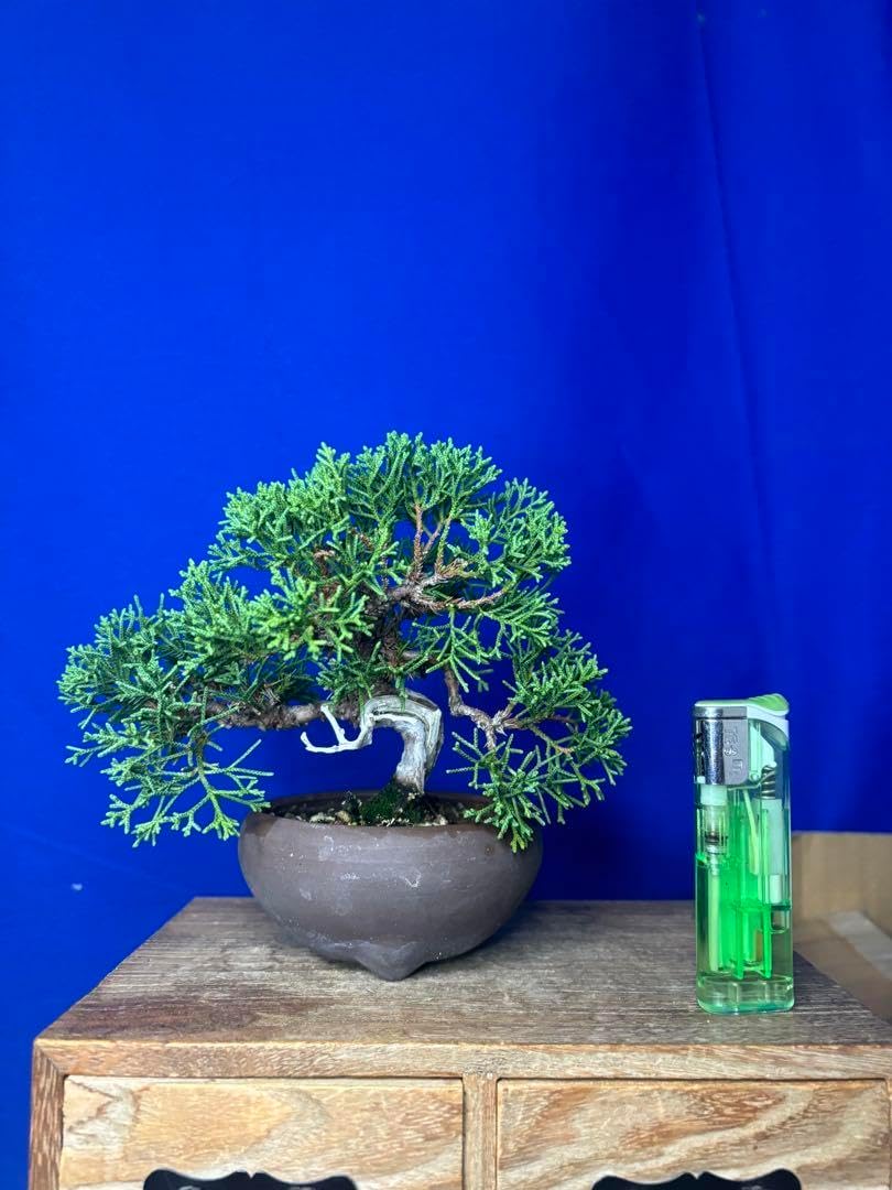 Pine 花・ガーデン・DIY工具 盆栽 五葉松とはじめて道具セット