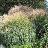 Outsidepride New Hybrids Miscanthus Sinensis Seeds - 250 Pcs. Perennial, Drought & Heat-Resistant, Chinese Silver Ornamental Grass, Tall Growth, Low Maintenance for Landscaping & Privacy Screens