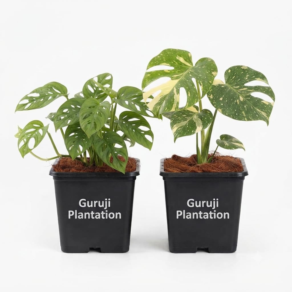 Guruji Plantation Live Combo of 2 Plants (Monstera Adansonii and Rare Syngonium) Premium Indoor Home Decor-image-29