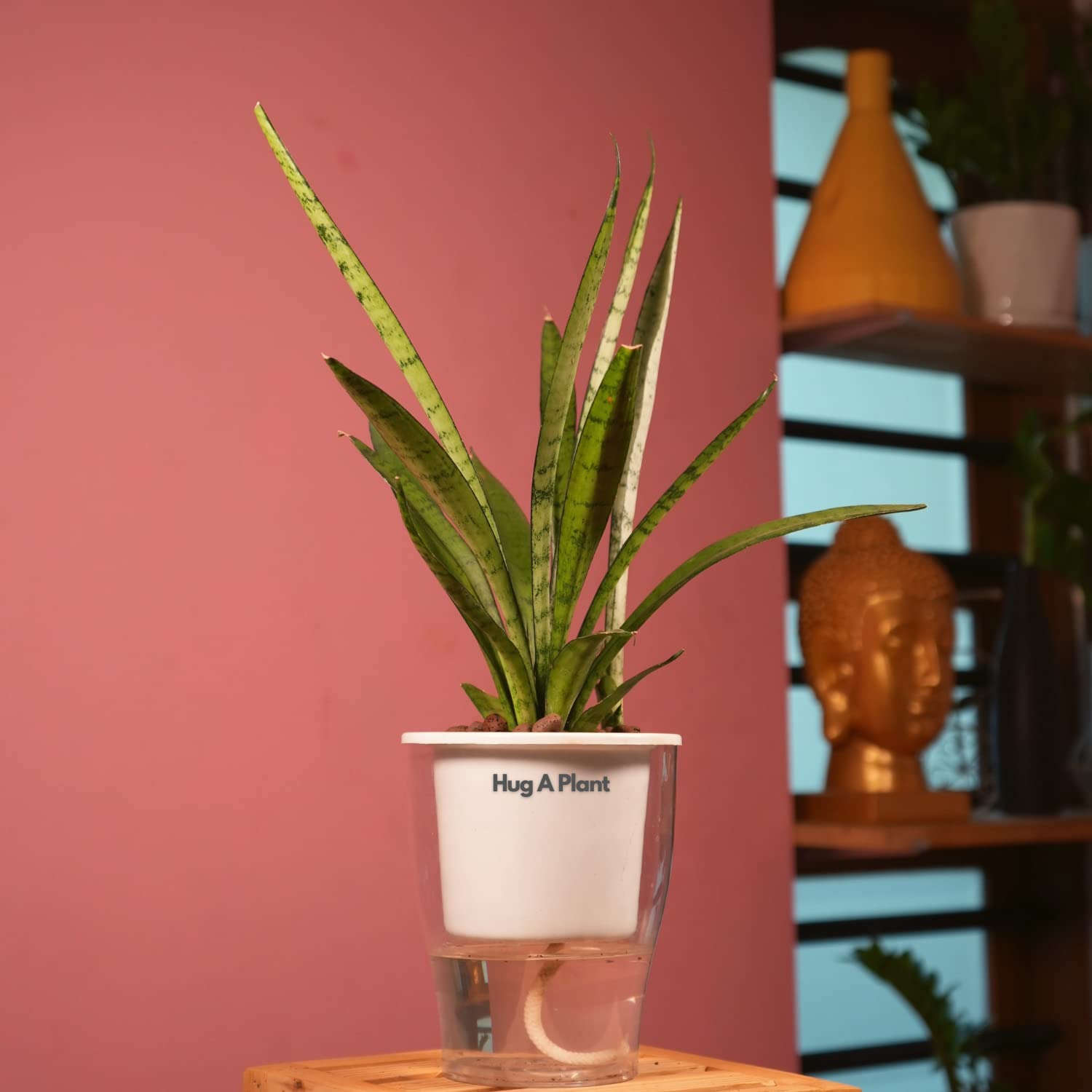 Hug A Plant | Sansevieria Silver Princess/Snake Plant (Sansevieria trifasciata)- Live Plant (With 5 Inch|12cm Self-Watering Pot & Plant) (White)-image-18
