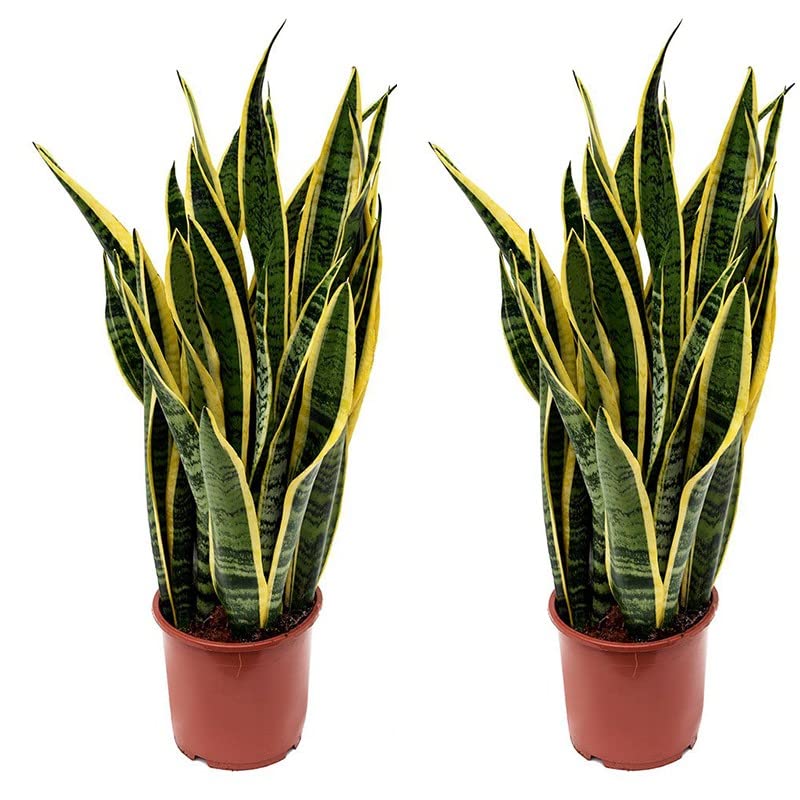 Sanseviera LAURENTI - Lengua de suegra Y Lengua de tigre - Planta natural para casa u oficina - Planta de interior de decoración (Pack 2 Lenguas de Suegra) SP21