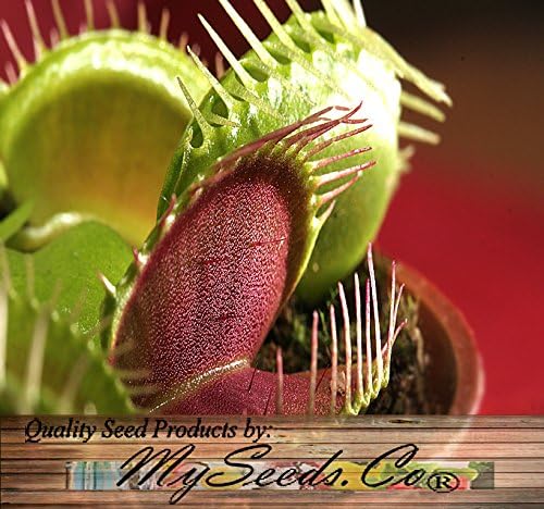 Venus Flytrap Dionaea muscipula carnivorous 10 seeds