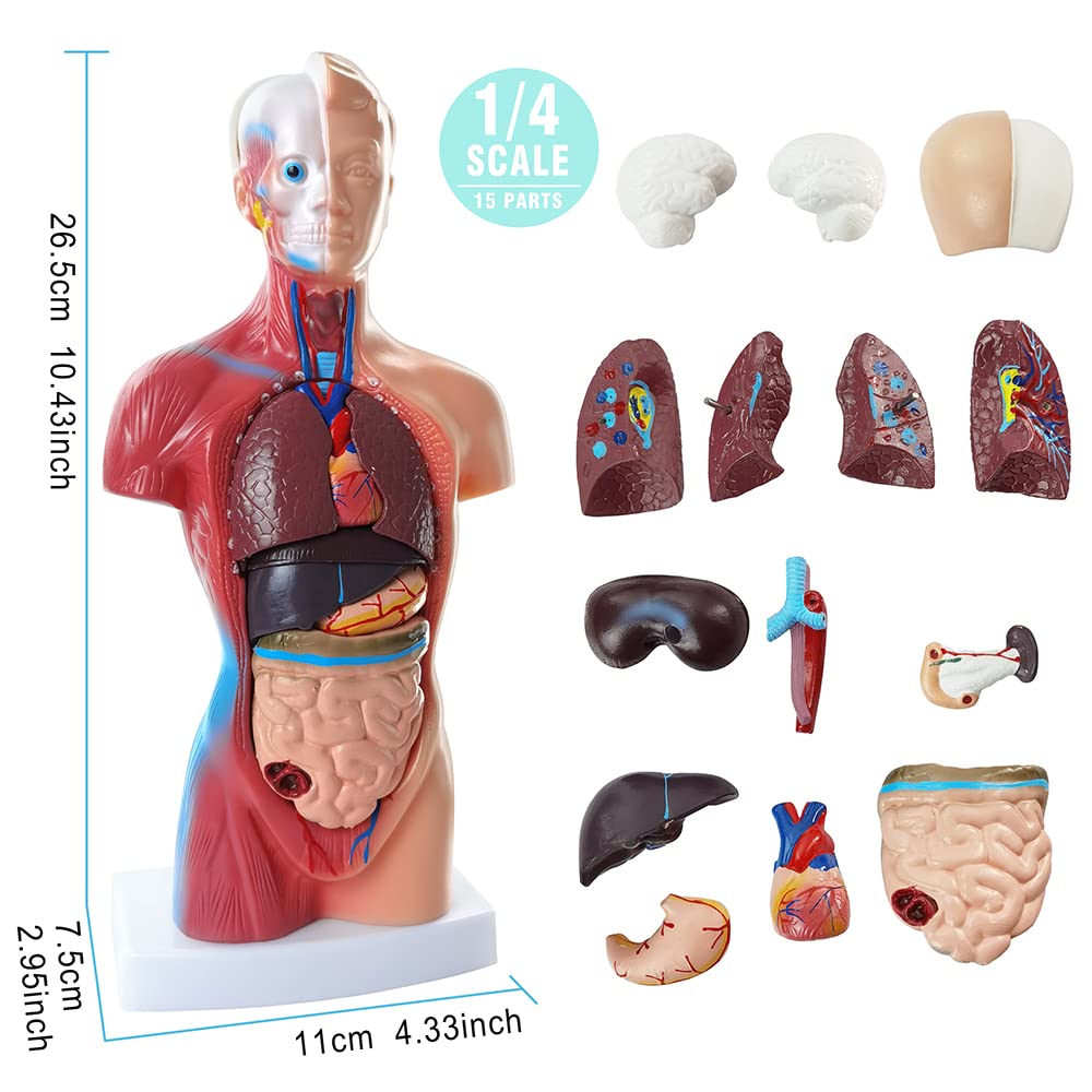 人体解剖学 Amazon | GUOOL 1：6人体解剖学透明体取り外し可能な筋肉、臓器