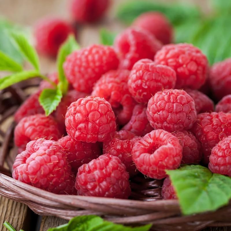Heritage Raspberry Plant Live for Planting, 16-22 Inch Tall, Red Raspberry Bushes Live Plants, Raspberry Fruit Tree