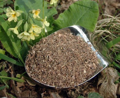 Naturix24 – Korzeń grzybów – 1 kg woreczka