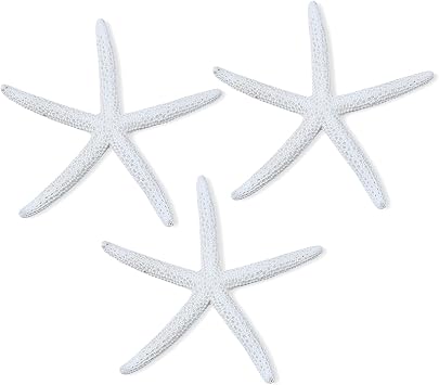 NIIIYTYB 3Pack زخارف نجم البحر الأبيض الكبير نجم البحر الحقيقي للحرف اليدوية زخارف بحرية كبيرة أصداف سمكة نجمة كبيرة لتزيين حفلات الزفاف بالونات حفلات أعياد الميلاد والديكورات ذات الطابع البحري 4-6 بوصة
