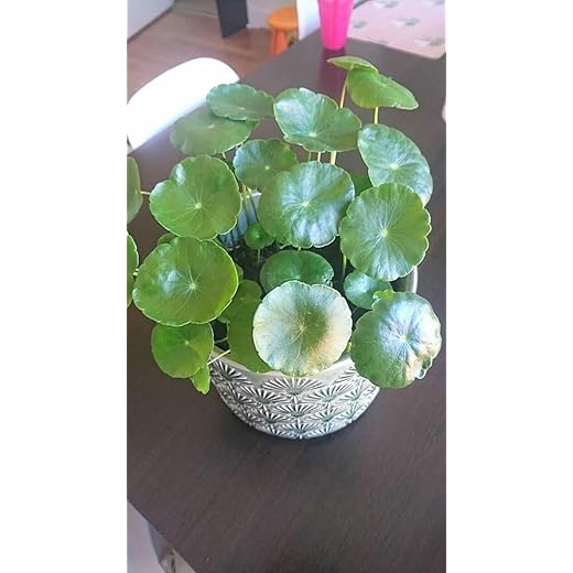 YOTOVA XF7 Live Coin Plant Tree