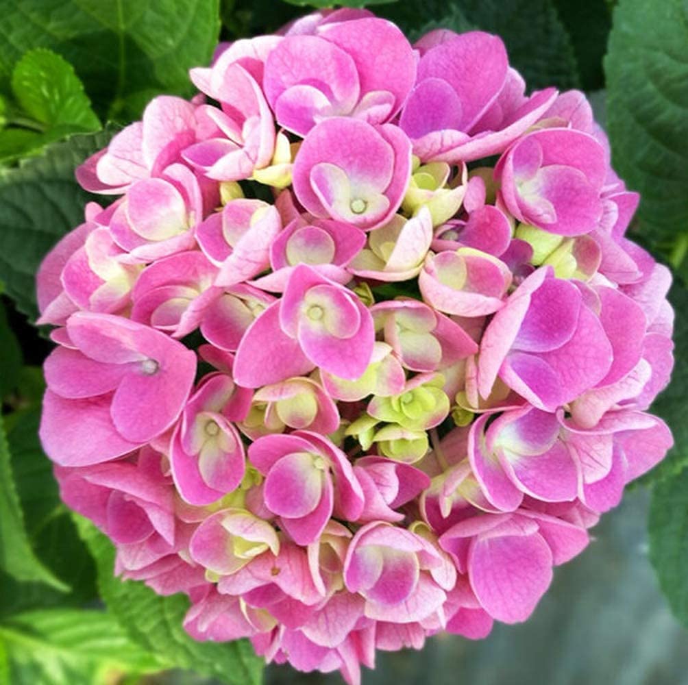 30Pcs Hydrangea Seeds Fresh Smell Bloom Summer Heirloom Flowers for Outdoor Planting Strong Aroma Become Home Garden Great Decoration Entry-Level Variety