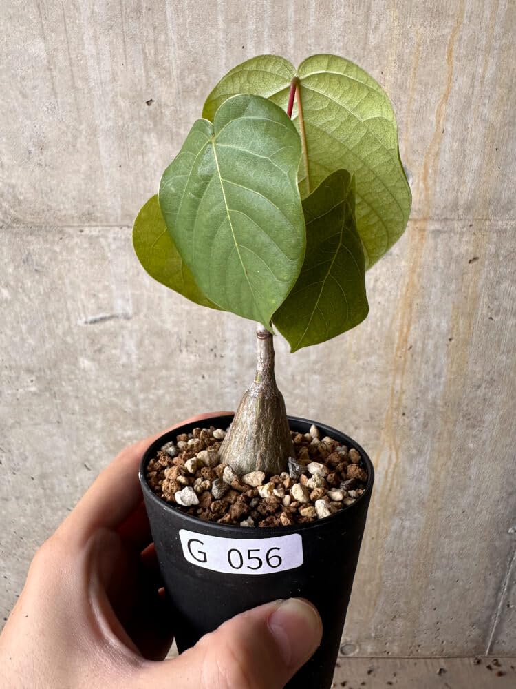 Amazon｜【現品限り】プセウドボンバックス・エリプティクム【G56