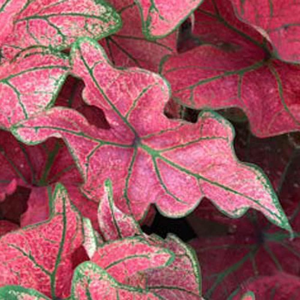 UtopiaSeeds Festivia Caladium Bulb - Fancy Leaf Caladium - 1 Caladium Root