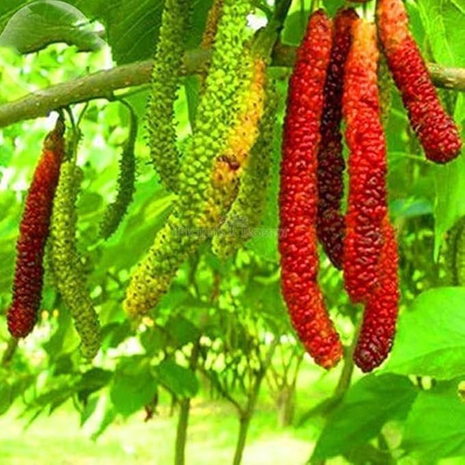 Image of LIVE PLANTS (SMALL, MULBERRY)