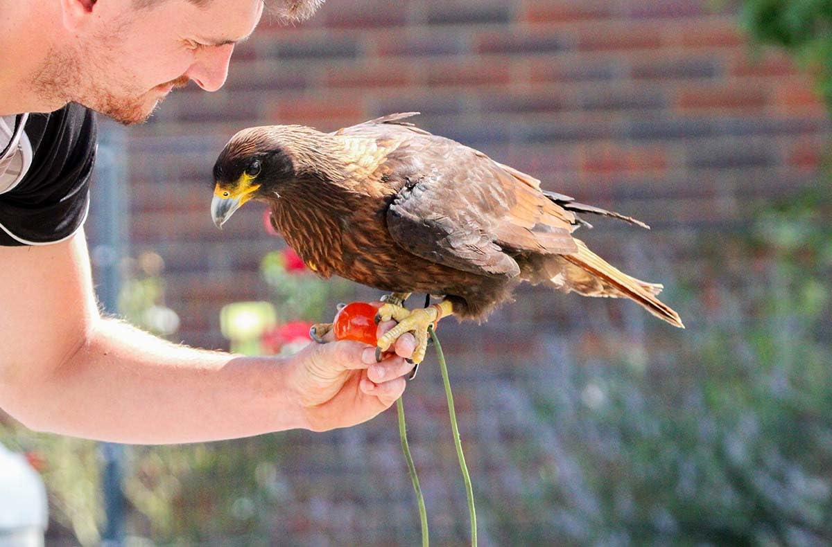 JOCHEN SCHWEIZER Geschenkgutschein: Spaziergang mit Greifvogel Pollhagen