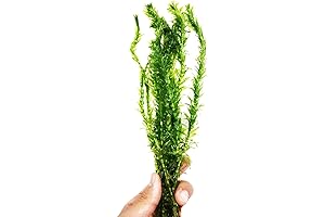Anacharis: The Ideal Elodea Live Plant for Science Labs
