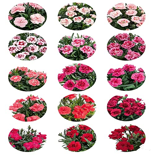 Bartnelke Mehrjährig Die 15 besten Produkte im Vergleich & Angebote