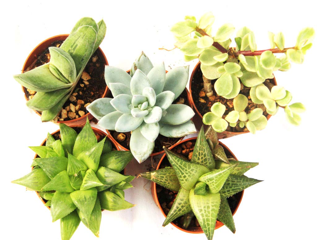 PIANTE GRASSE VERE RARE 11 piante 6,5 Produzione Viggiano Cactus VASO COLTIVAZIONE SET SENZA SPINE Mini Succulente