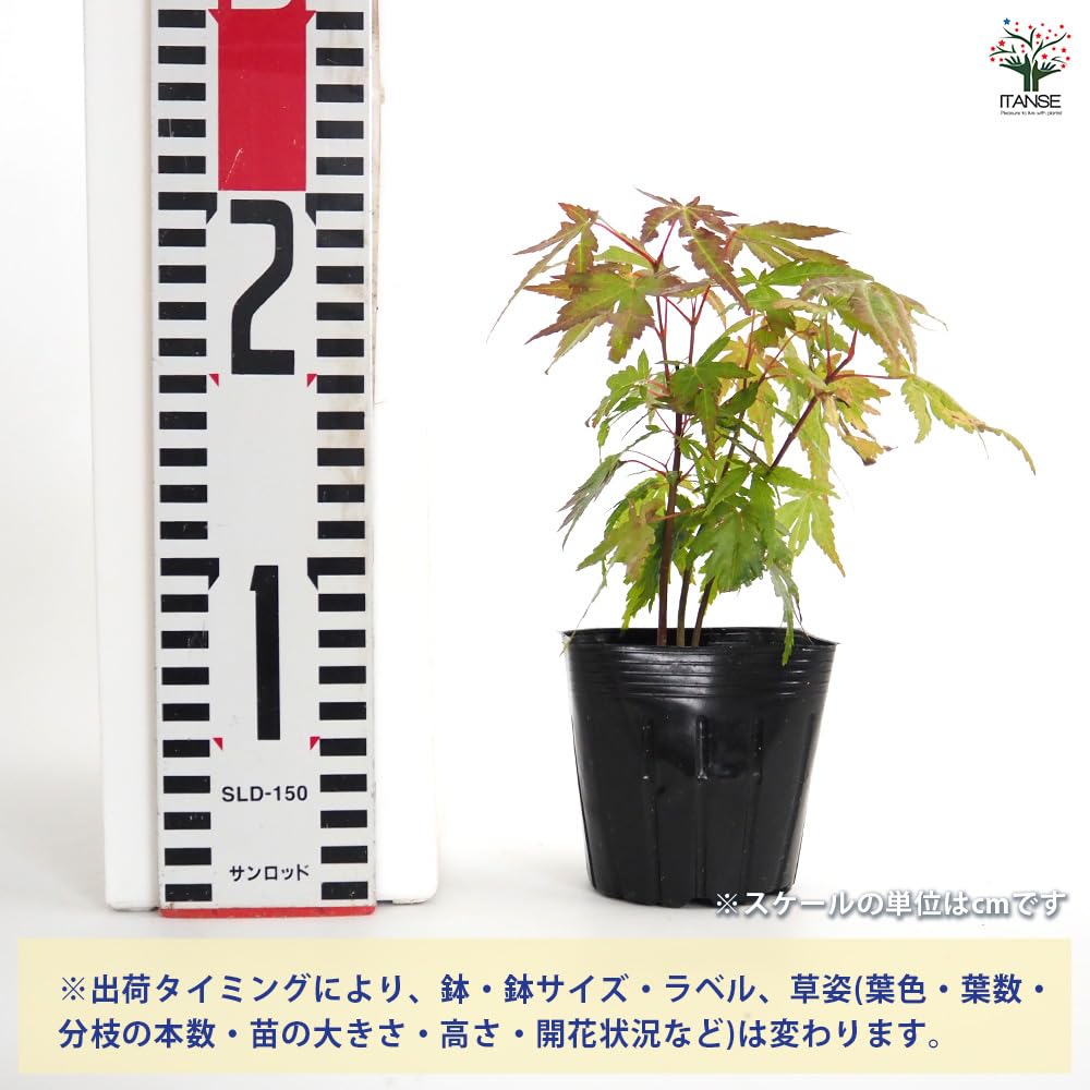Amazon.co.jp: ITANSE モミジ 3号 3個セット 花木 植木 学名