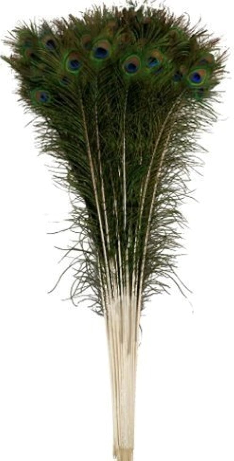 Red Crush 50 Pcs Natural Peacock Feathers - 30 Inch Long Mor Pankh for Home, Office, Krishna Pujan & Vastu Decoration