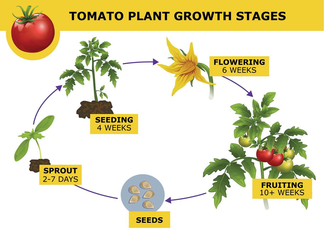 3 x Cherry Tomato Plants - Fresh Vine Tomatoes, green - Image 5
