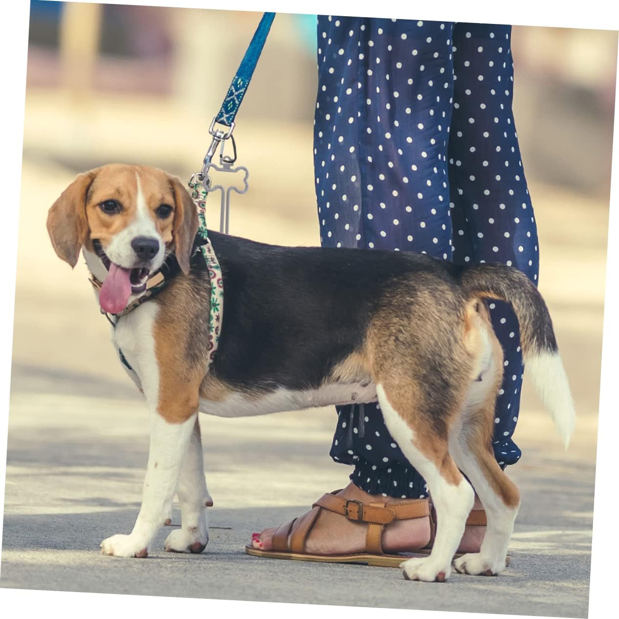 FRCOLOR 40pcs Dog Poop Bag Holders Waste Bag Clips for Pet Portable and Easy to Install for Dog Walking and Outdoor Activities