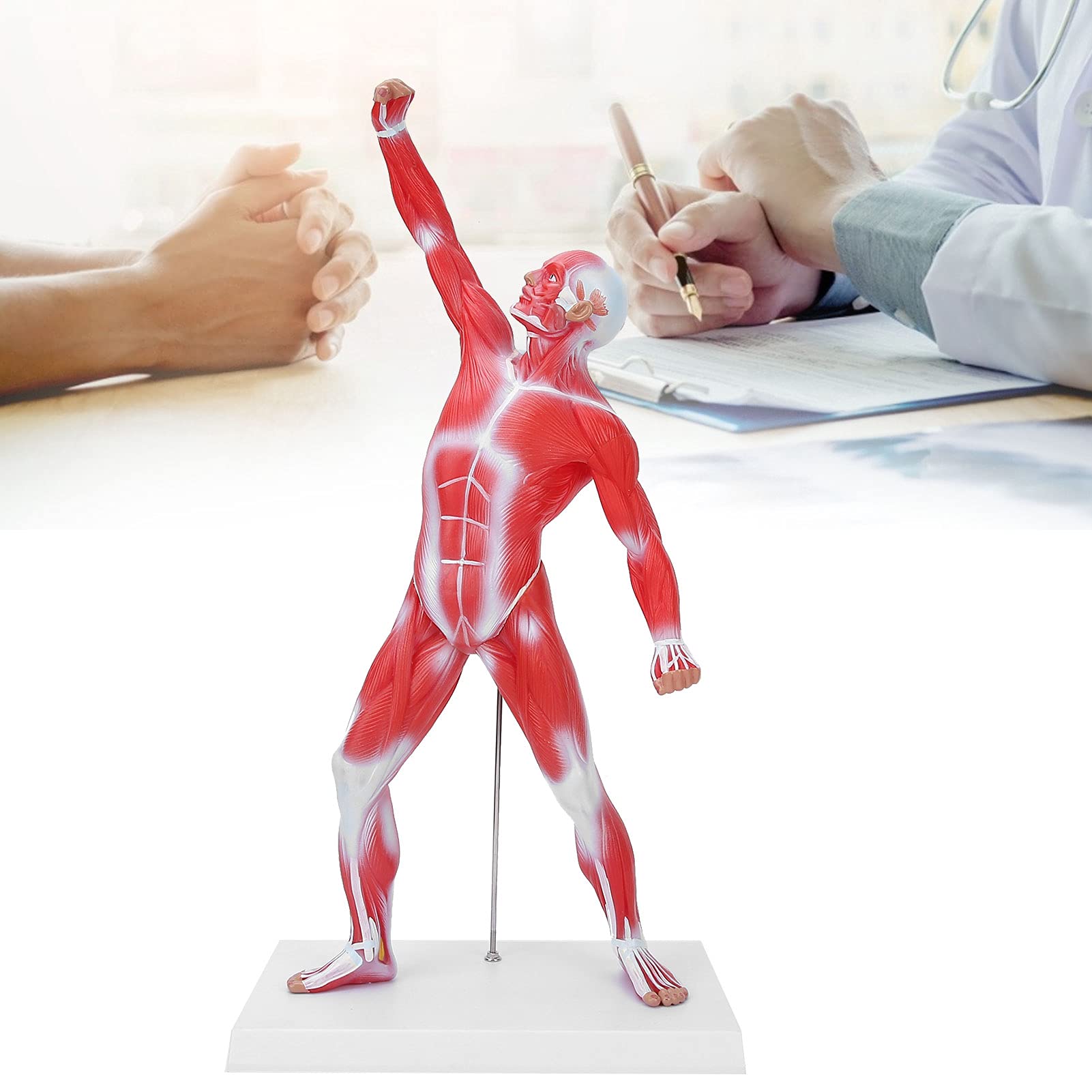 Modello di anatomia muscolare umana, figura del sisteme muscolare, 50 cm, con consistenza muscolare di base e limpida, per l'insegnamento di fisiologia medica