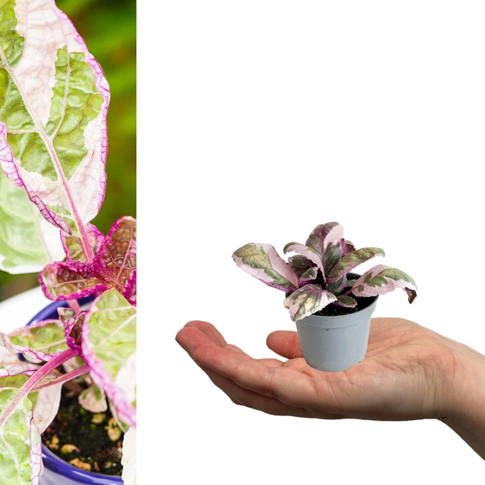 Carbeth Plants - 2 x Purple Waffle Plant in 6cm Pots