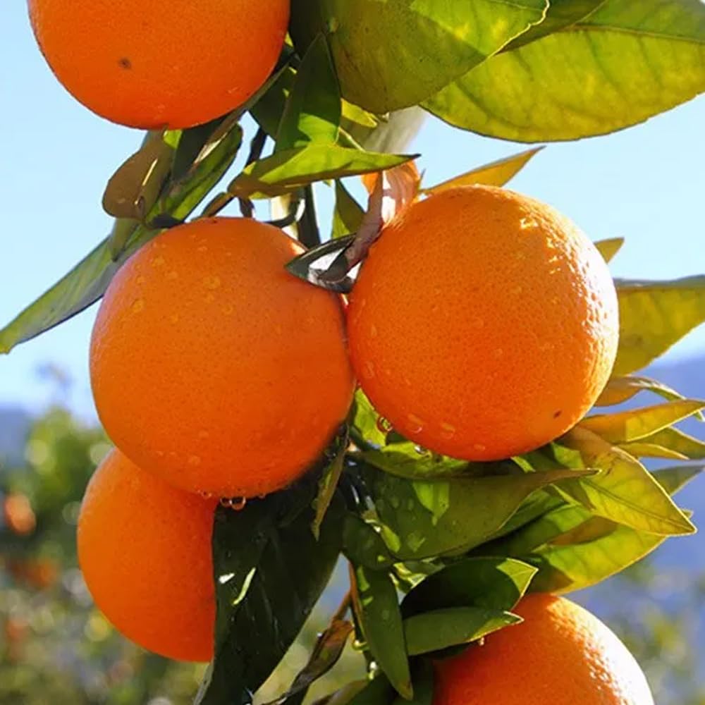 Caja de naranjas de temporada | 4, 9 o 15kg. Comprar naranjas cultivadas de forma sostenible en Castellón (España) y directas del agricultor a tu casa (4 Kg)