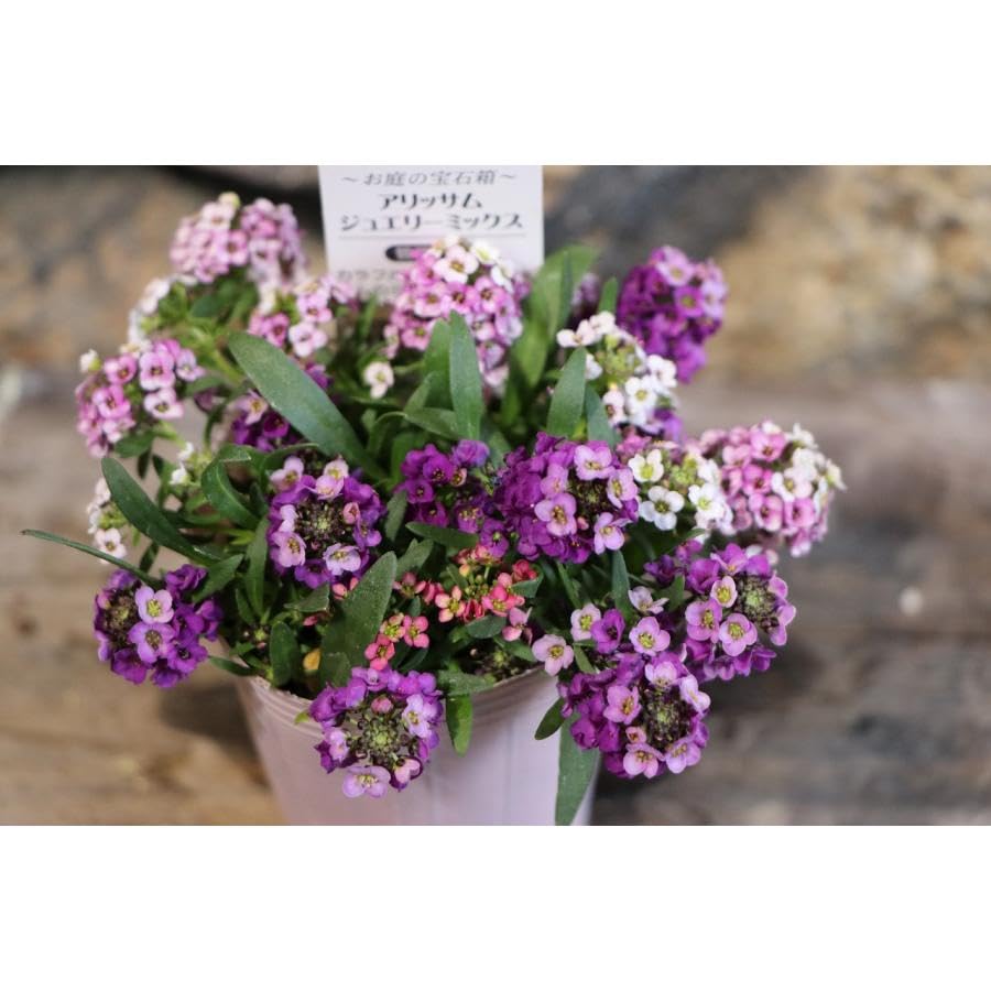 Amazon.co.jp: アリッサム ジュエリーミックス 2〜3色アソート植え 2.5
