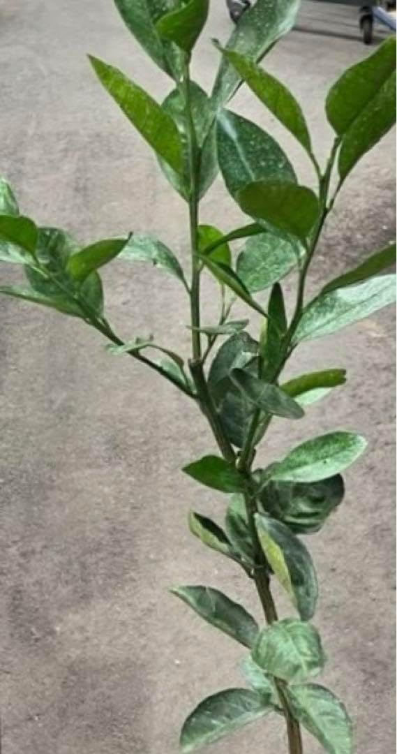 スイートスプリング 3年生接木大苗 産地で剪定済 1.0m苗 スイート