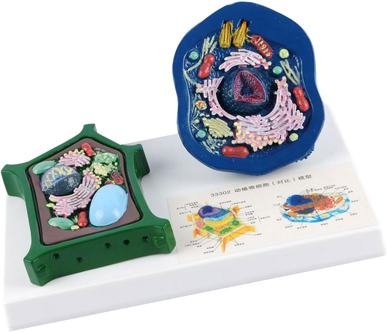 Educational Animal Plant Cell Anatomy Model with Detacheable Parts Animal and Model Biology Teaching Aid Teaching Aid
