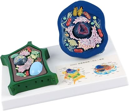Anatomical Animal and Plant Cell Anatomy Model with Removable Parts Biology Classrooms Teaching Aid for Science Labs Comparative Cell Anatomy Model