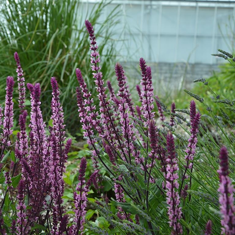 Salvia Caradonna 'Pink Inspiration' Garden Plant Hardy Perennial Flowering Garden Plants Easy to Grow Your Own by Park Farm Plants (3 x 9cm pots)