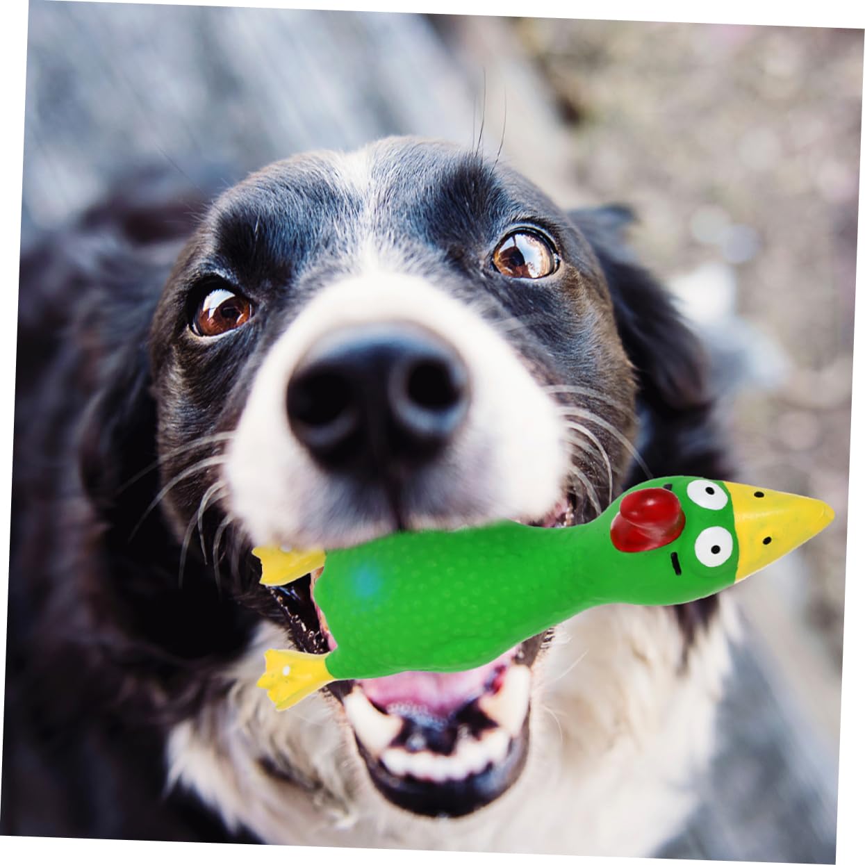 SUPVOX 10pièces Jouets pour Chiens Latex Squeaky Jouet à Mâcher pour Chiots De Dentition Et Interactif Et pour Éviter Ennui Et Vos Meubles