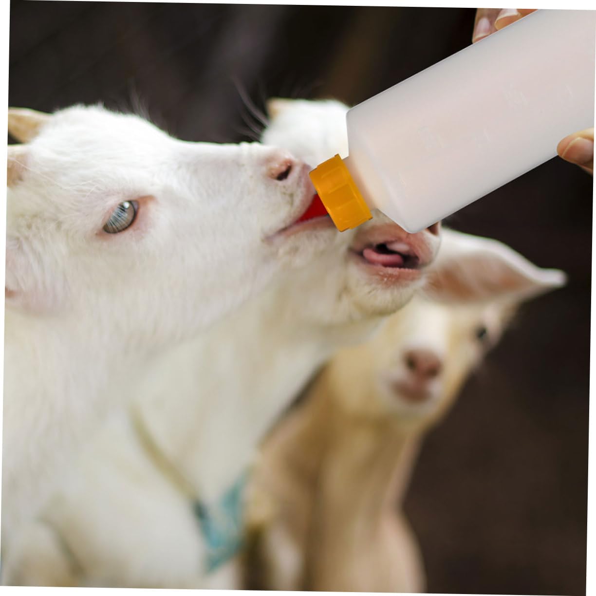 GALPADA 4 Set biberon assistenza infermieristica Neonato bottiglie neonati latte forniture per l'alimentazione degli agnelli biberon per l'alimentazione degli animali plastica