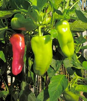 Pepper, Cubanelle Sweet Pepper Seeds, Non GMO, 50 Seeds per Pack, Some Prefer the Cubanelle Pepper to Traditional Bell Peppers Because of Their Sweet and mild Flavor.