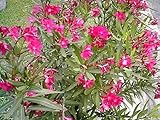 250 Super Hot Pink Oleander Nerium Plant Seeds!