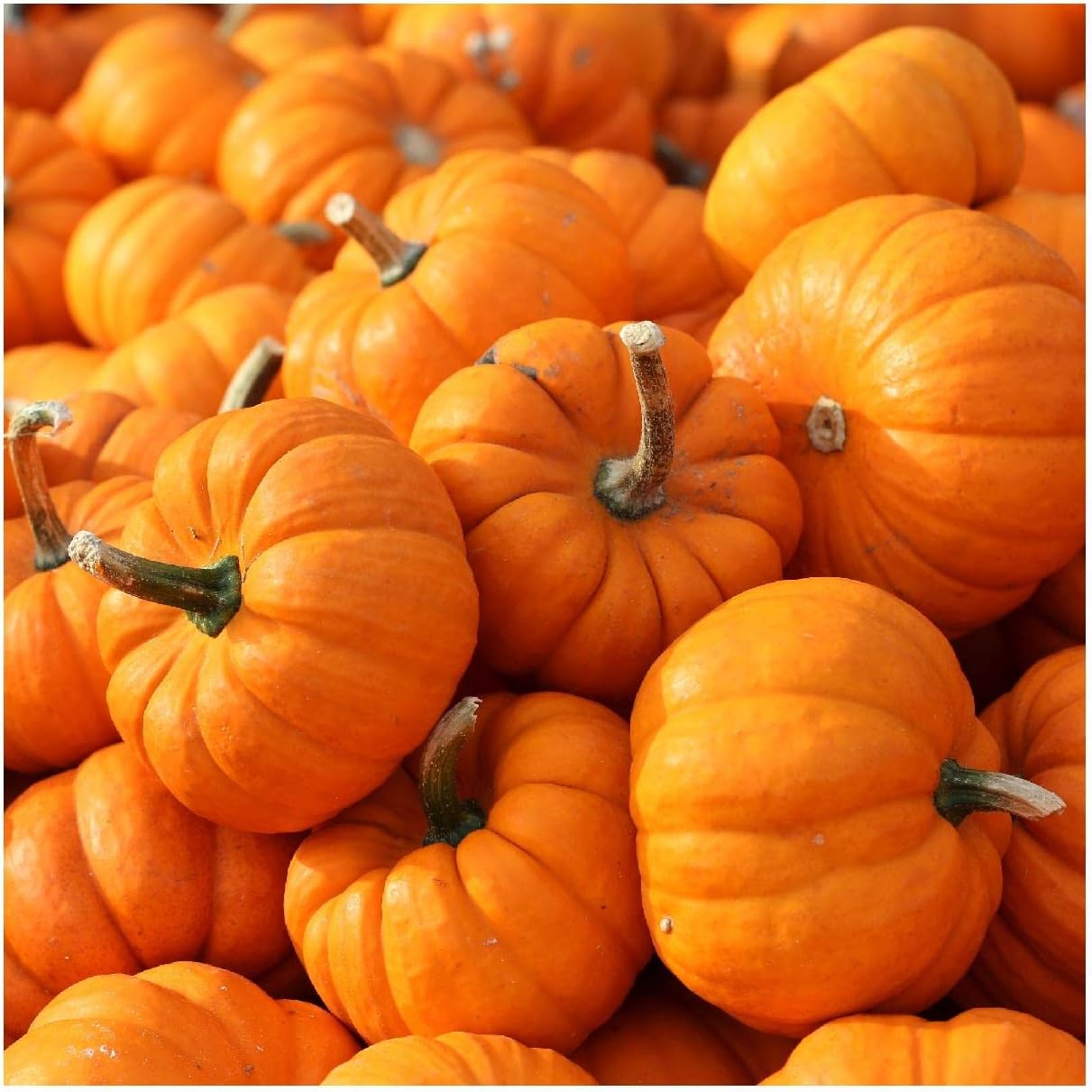 Everwilde Farms - 1 Lb Jack Be Little Pumpkin Seeds - Gold Vault