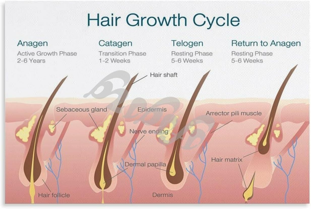 Hair Follicle And Hair Structure Diagram Poster Hair Growth Cycle (4) Canvas for Bedroom Living Room Decor (08x12inch(20x30cm), Unframe-style)