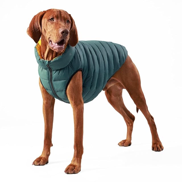 HUGO & HUDSON x Hackett Chaqueta Acolchada Reversible para Perros, Abrigo cálido de Invierno
