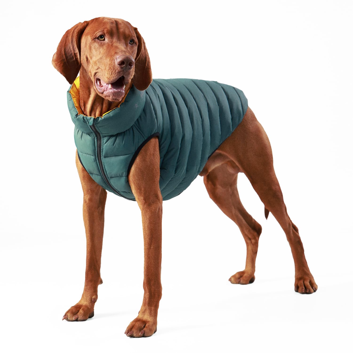 HUGO & HUDSON x HACKETT Reversible Dog Puffer Jacket Warm Winter Coat, Forest Green & Gold L55